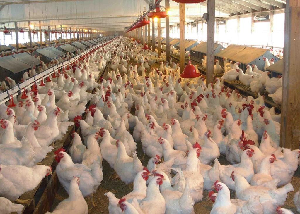 Poultry Farming