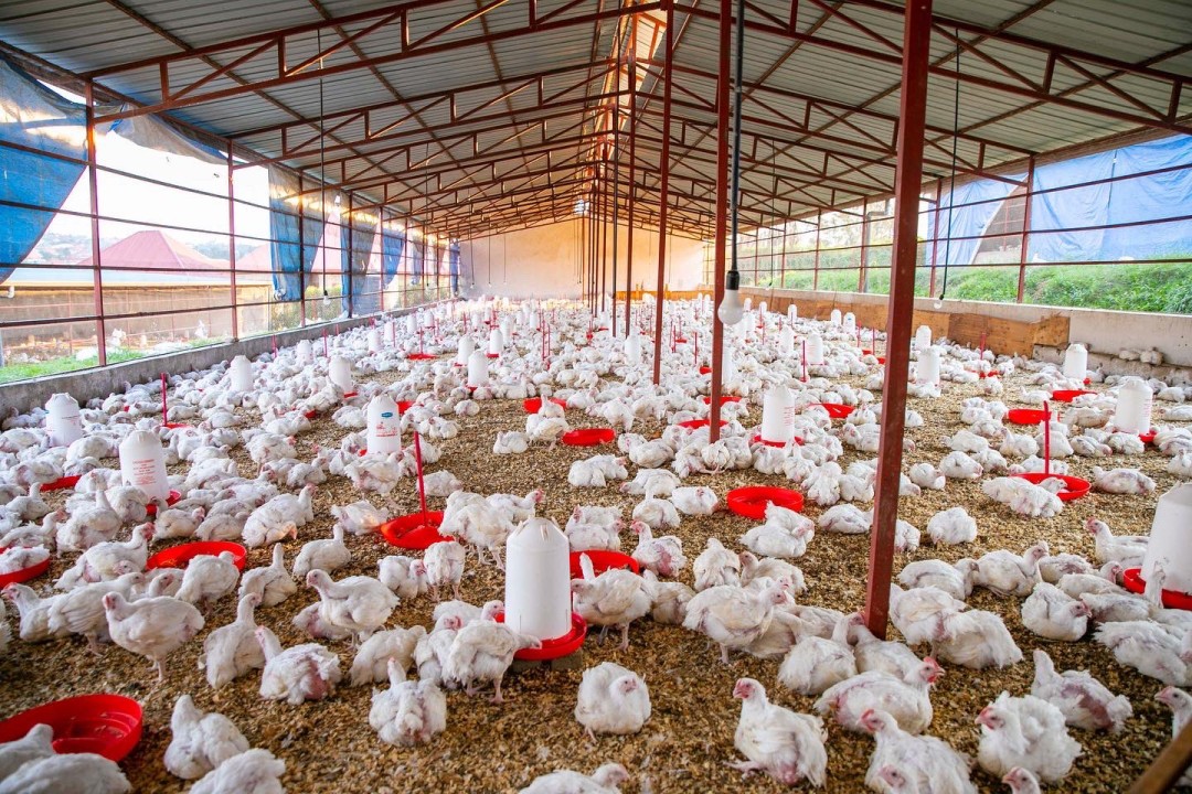 Live broiler bird sourcing and processing